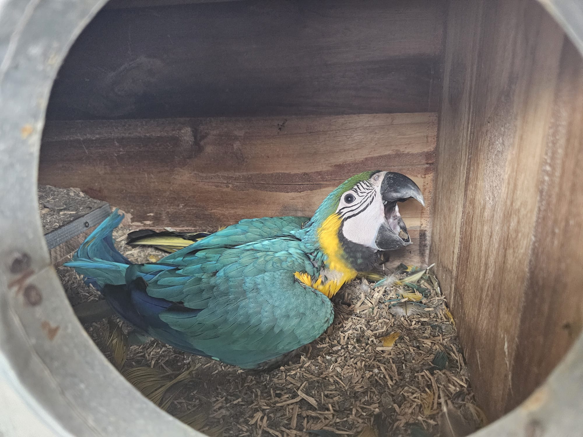 Blue and Gold Macaw