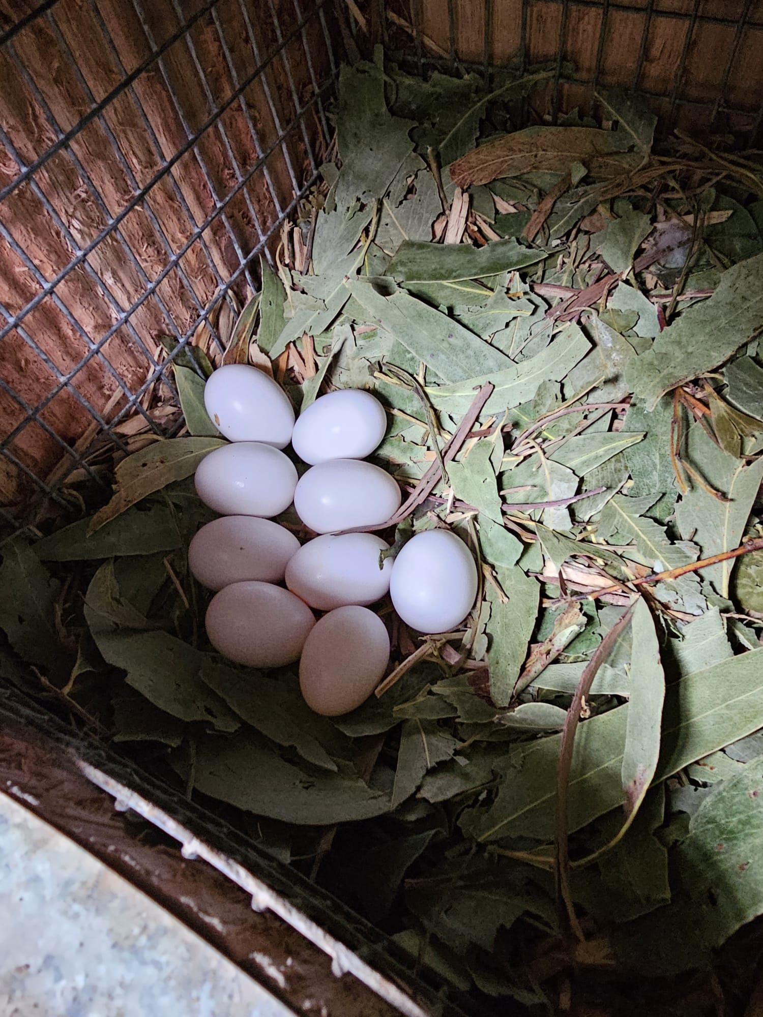 Parrot Eggs in Nest