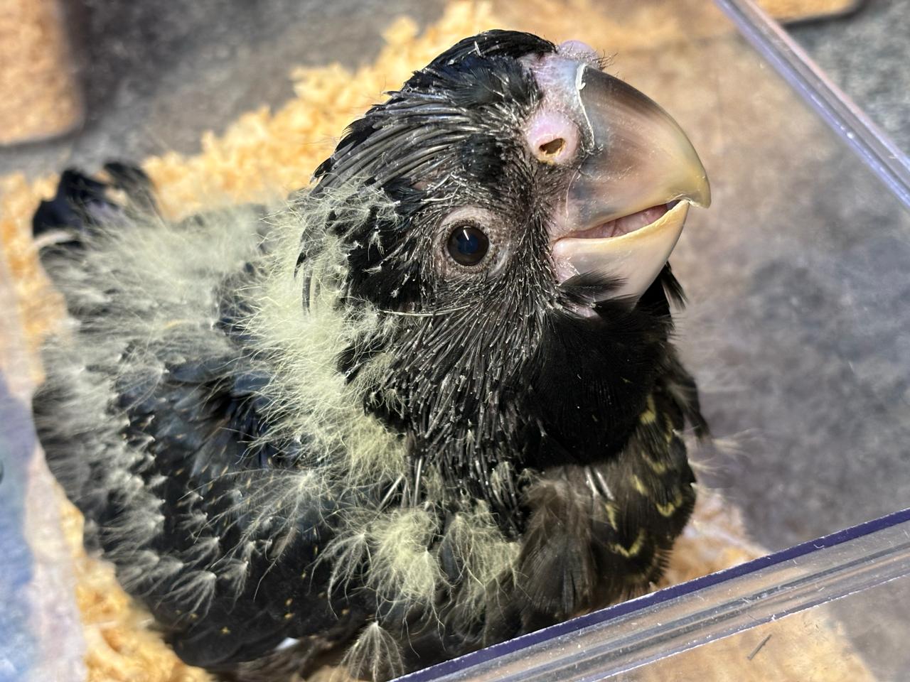 Baby Parrot Chick