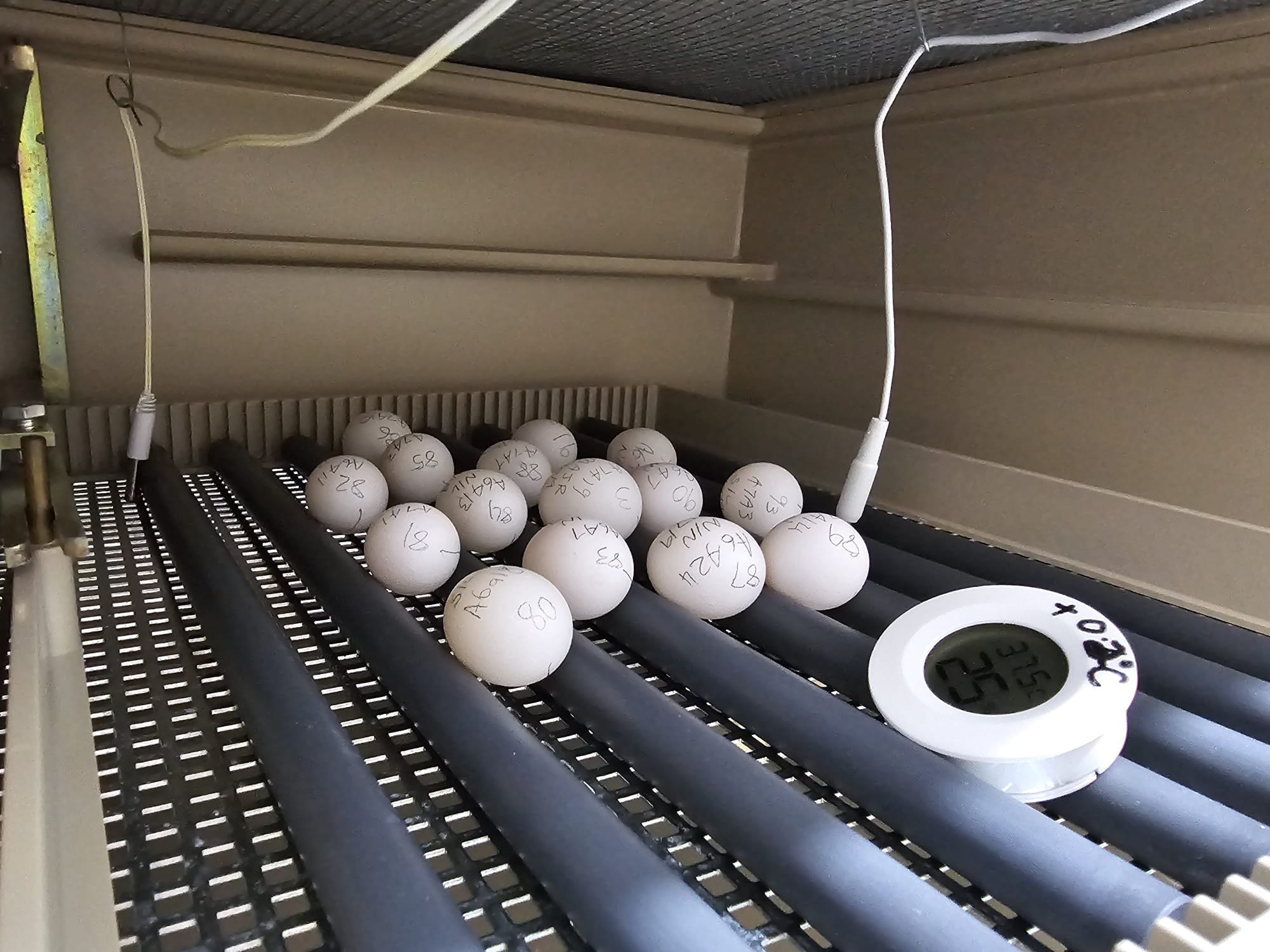 Eggs in Incubator