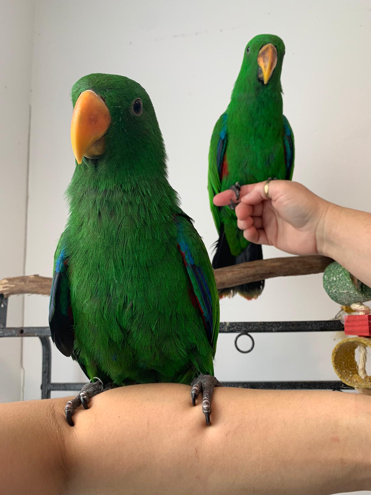 Green Eclectus Parrots